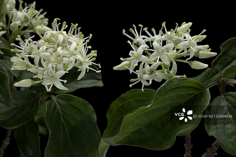 红瑞木（普通红瑞木，血红瑞木）- 花序图片素材