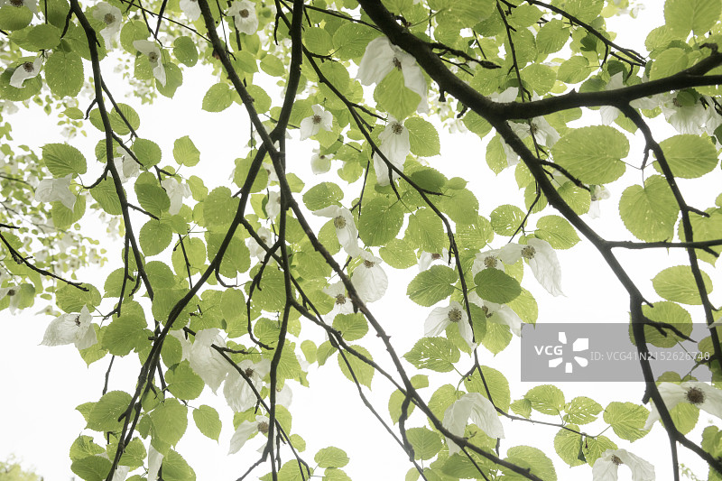 珙桐盛开图片素材