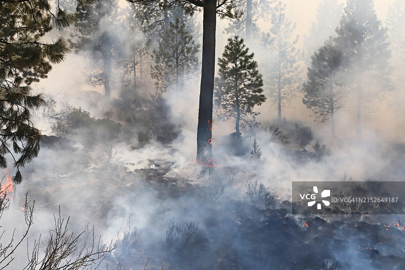 有控制的森林火灾图片素材