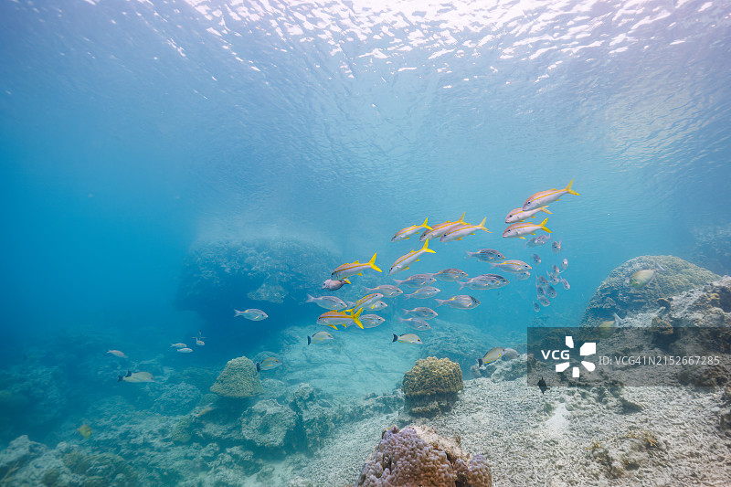 黄鳍山羊鱼群（日本冲绳县座间味村阿嘉岛库斯巴鲁海滩）图片素材