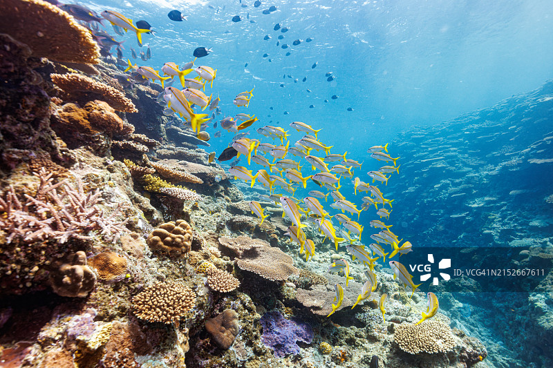 黄斑皇帝鱼、线条大眼鲷和凡氏鲉在美丽的珊瑚礁中图片素材