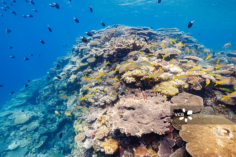 黄斑皇帝鱼、线条大眼鲷和凡氏鲉在美丽的珊瑚礁中图片素材