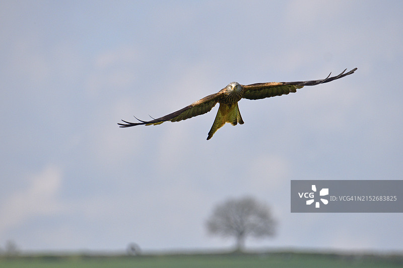 红鸢之美图片素材