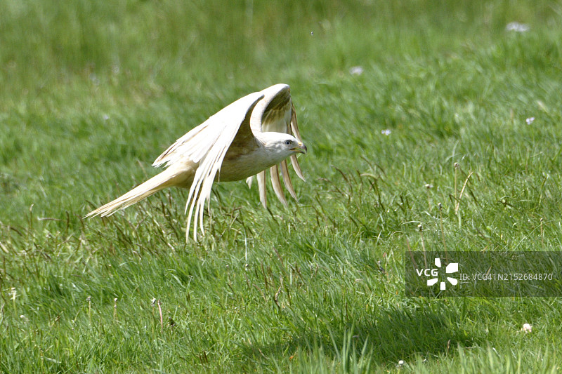 全球已知的十只白化红鸢之一图片素材