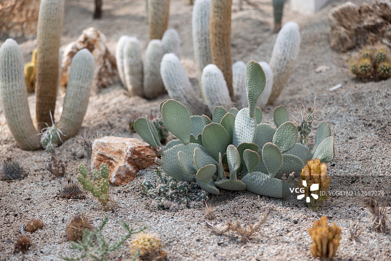 植物园内不同种类的沙漠仙人掌或多肉植物。图片素材