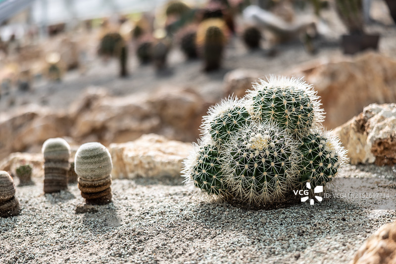 植物园内不同种类的沙漠仙人掌或多肉植物。图片素材