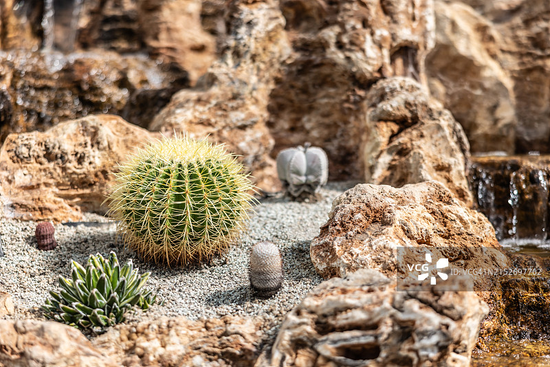 植物园内不同种类的沙漠仙人掌或多肉植物。图片素材