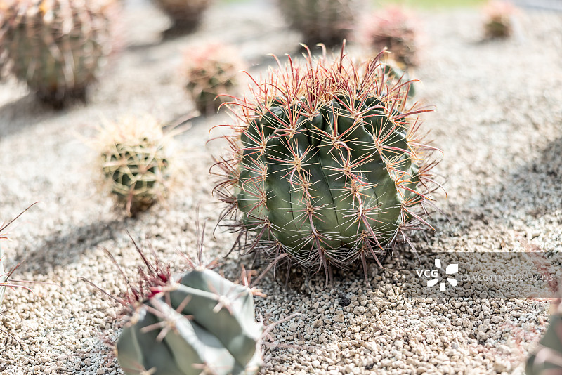 植物园内不同种类的沙漠仙人掌或多肉植物。图片素材