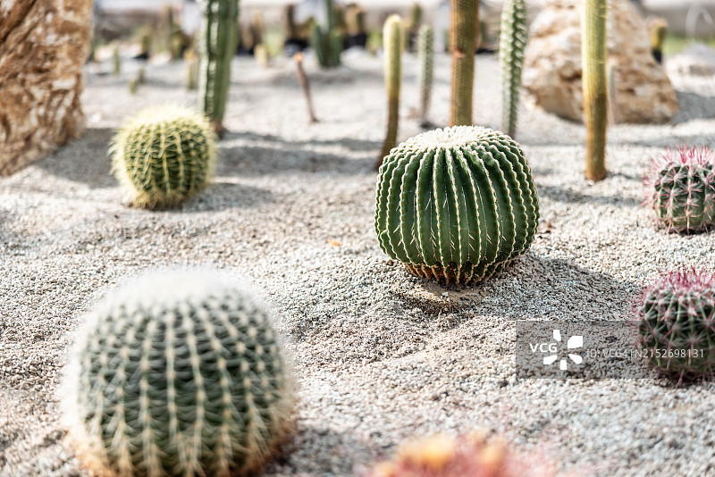 植物园内不同种类的沙漠仙人掌或多肉植物。图片素材