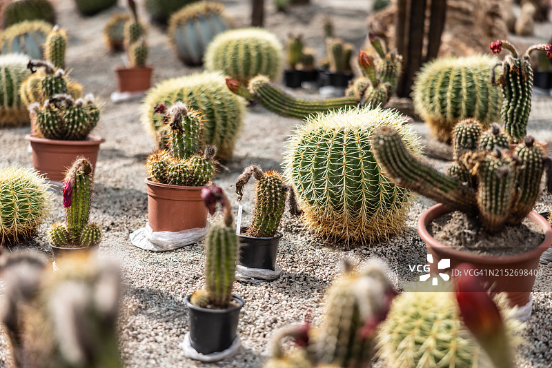 植物园内不同种类的沙漠仙人掌或多肉植物。图片素材