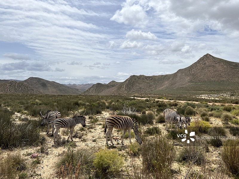 非洲草原上的斑马图片素材