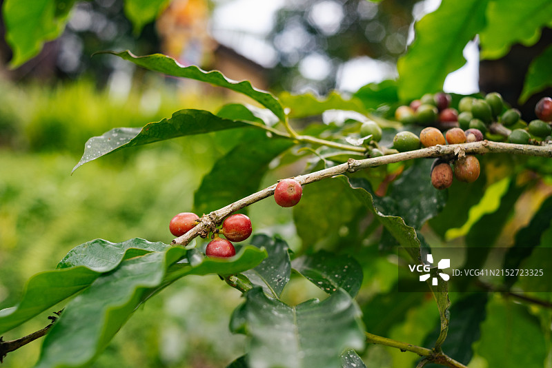 咖啡种植园图片素材