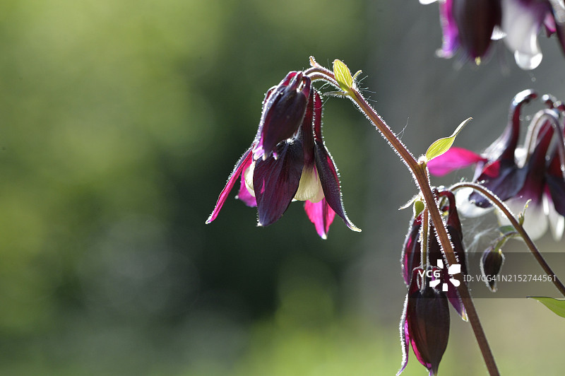 英国乡村奶牛场中的耧斗菜图片素材