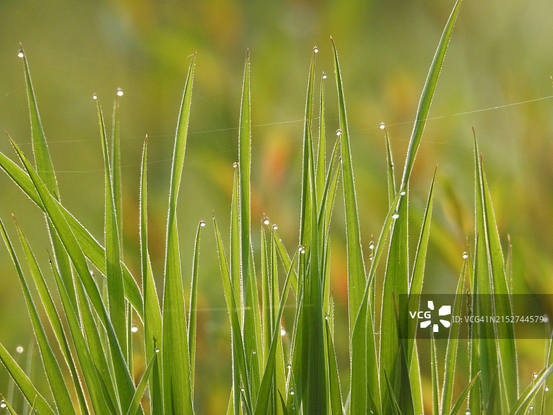 英国乡村奶牛场黎明时的草地图片素材