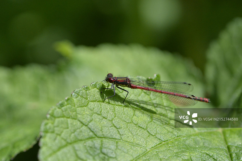 英国乡村奶牛场的野生动物图片素材