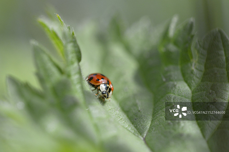 英国乡村奶牛场的野生动物图片素材
