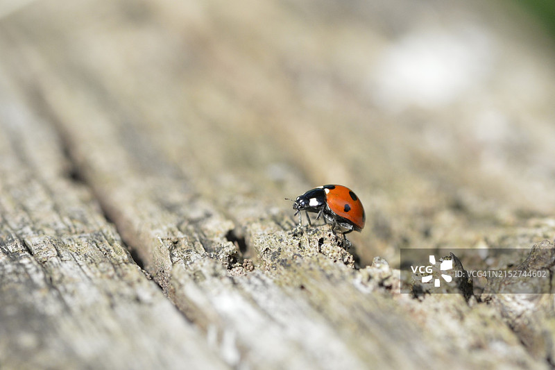 英国乡村奶牛场的野生动物图片素材