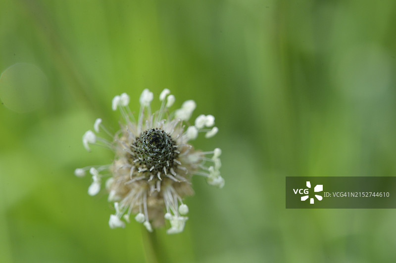 英国乡村奶牛场上的车前草花序图片素材