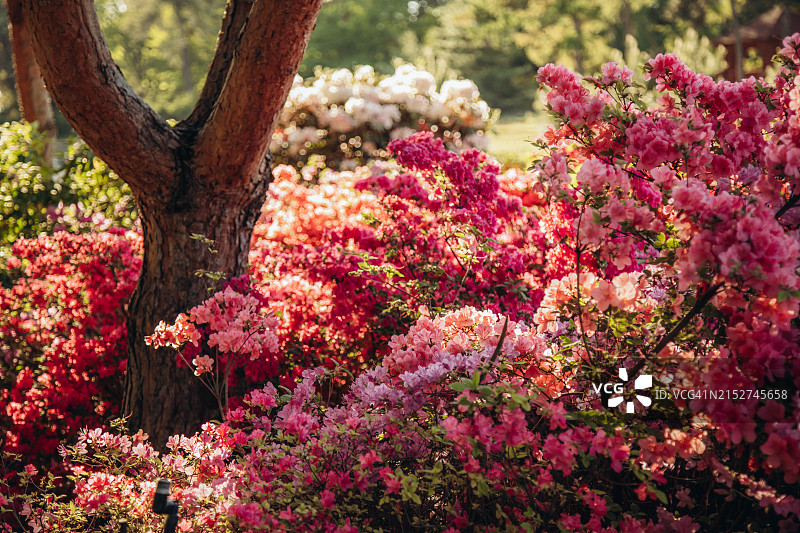 粉红色杜鹃花丛图片素材