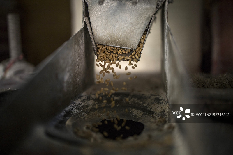 面粉厂里的小麦颗粒图片素材