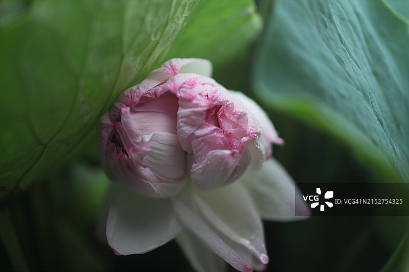 神圣莲花 - 近江妙莲，特写图片素材