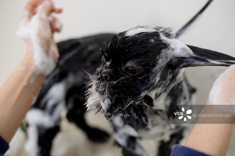 有趣的黑色西施犬洗澡时沾满泡沫图片素材