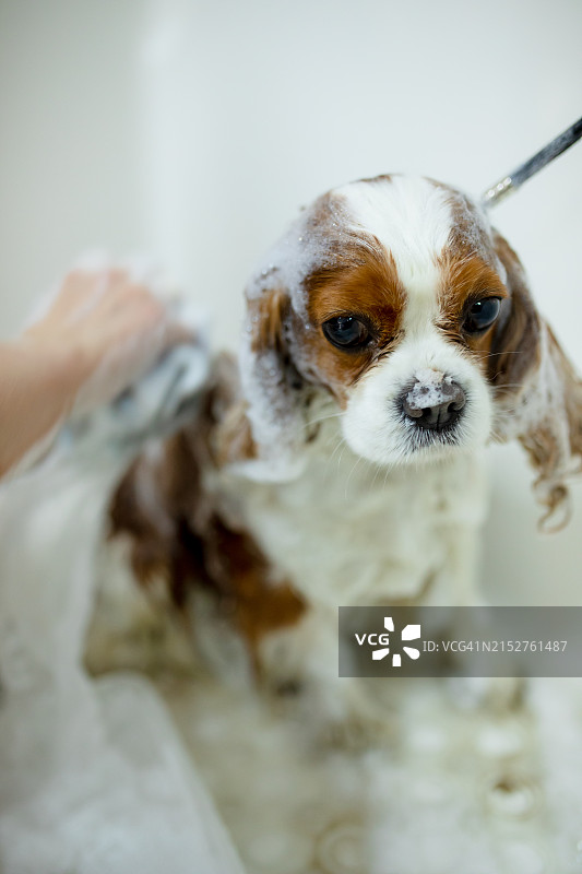 美容师的双手轻柔触摸下，查理士王小猎犬柔软的毛发在泡沫浴中图片素材