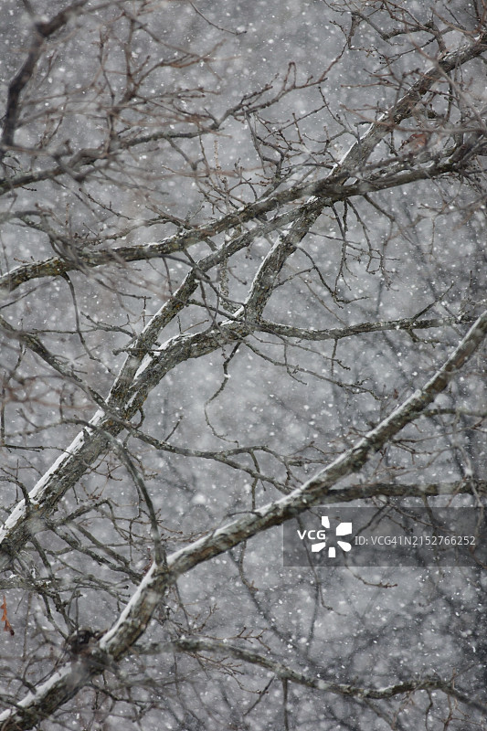 飘落的雪花图片素材