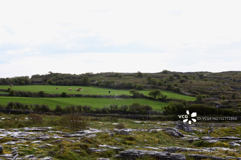 克莱尔郡山坡上的绵羊图片素材