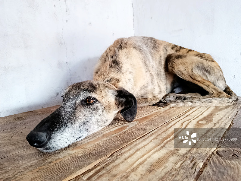 悲伤的狗图片素材