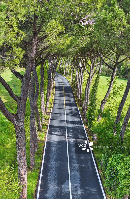林荫大道图片素材