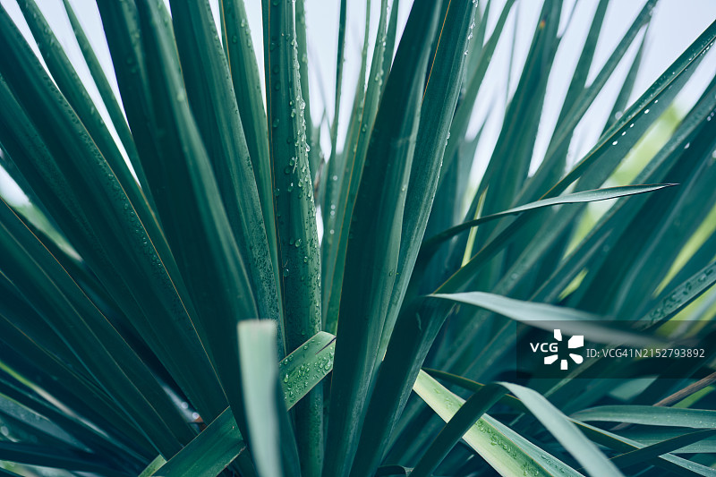 雨后滴水的丝兰，热带背景和棕榈树图片素材