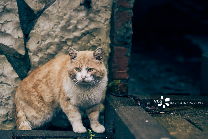 流浪的脏污红白色猫咪，在路上淋湿的动物图片素材