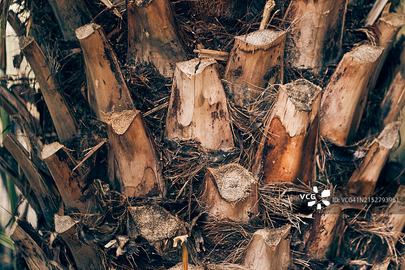 枣椰树树干，抽象自然背景图片素材