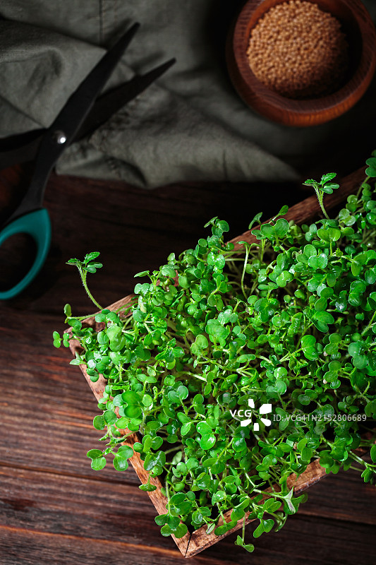 绿色生活与芥末微型蔬菜图片素材