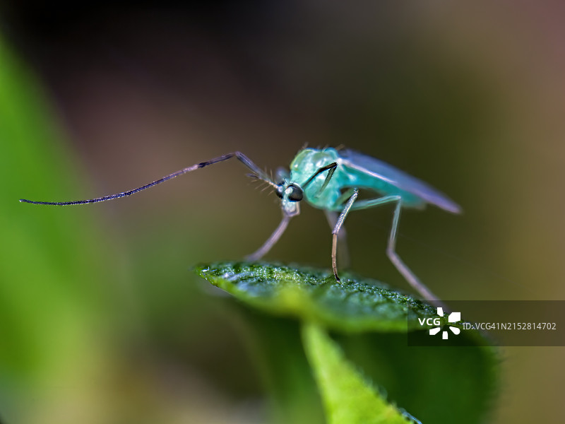 绿色摇蚊图片素材