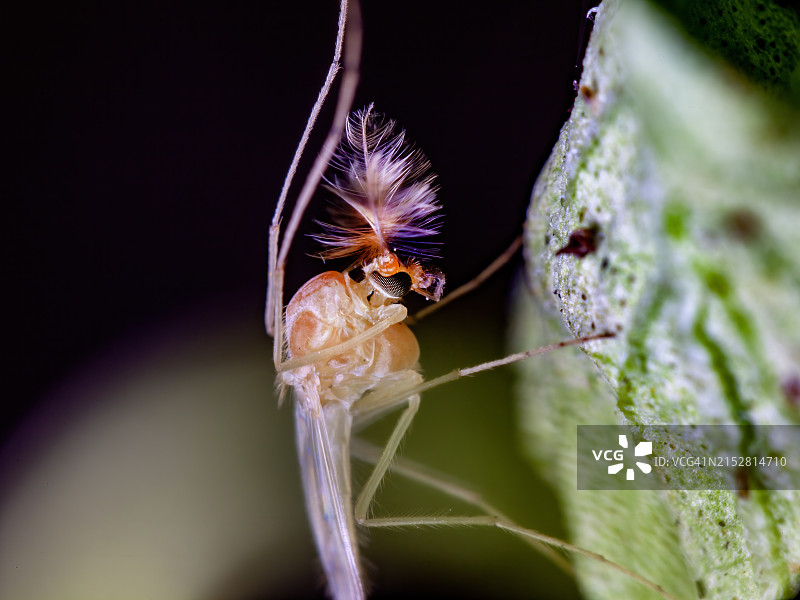 特写镜头中的蠓虫图片素材