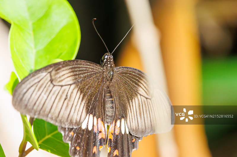 美丽的大红海伦燕尾蝶（海伦娜凤蝶）。于2021年4月28日在日本冲绳岛尻郡庆良间群岛阿嘉岛拍摄。图片素材