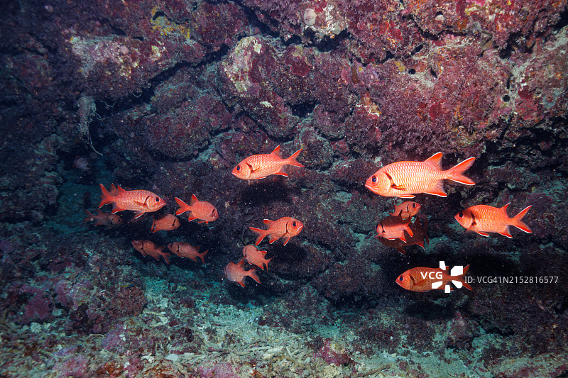 斑眼海葵鱼和萨马拉松球鱼在美丽珊瑚礁的海底洞穴中图片素材