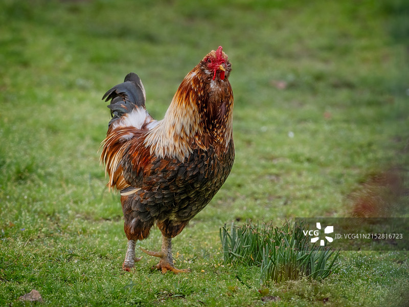 我们农场的守卫图片素材