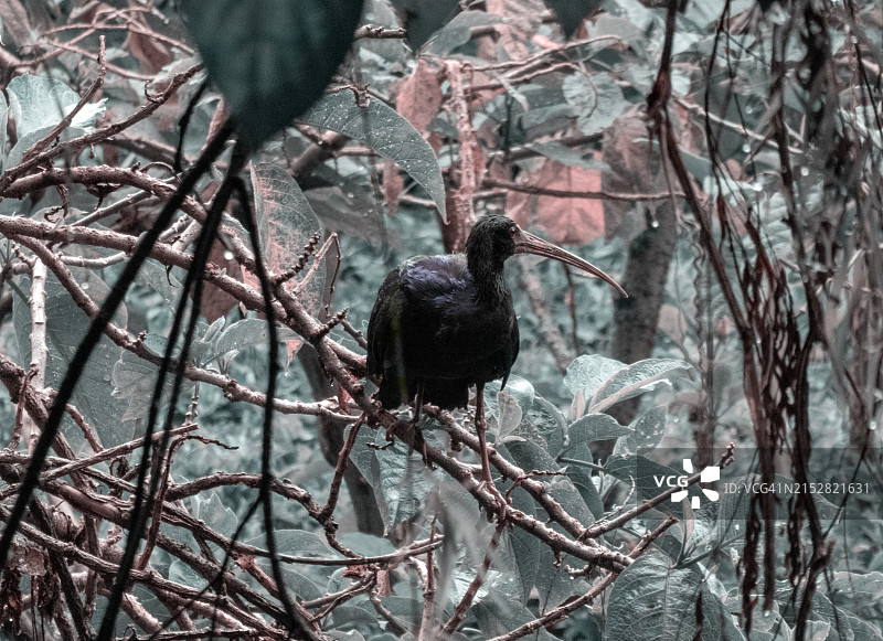 黑鹮鸟图片素材