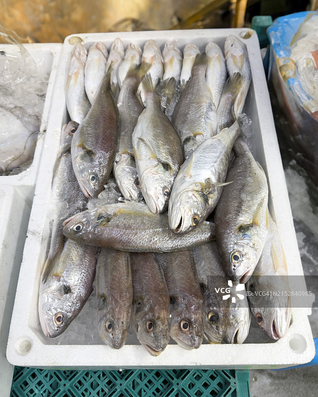 来自中国的新鲜黄花鱼(Larimichthys polyactis)在横滨桥市场图片素材