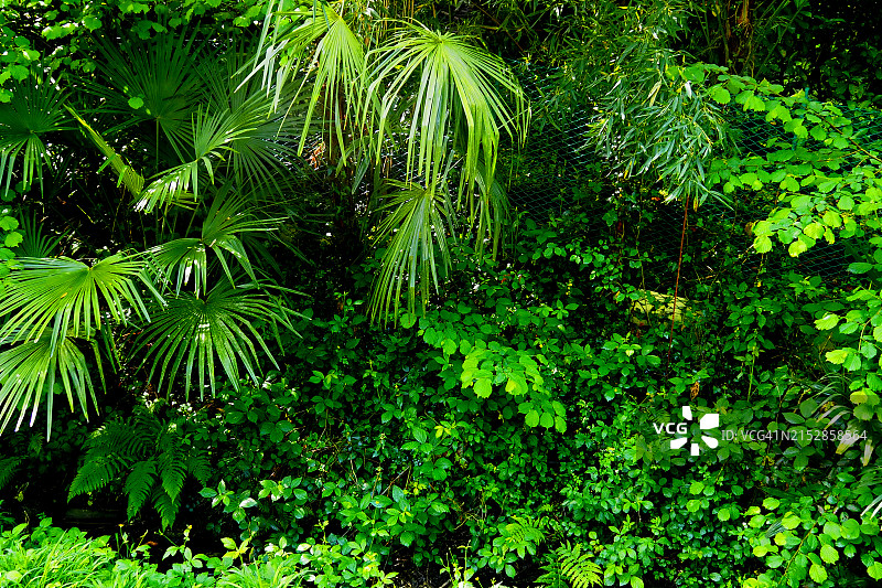 不同形状叶子的翠绿自然生长特写图片素材