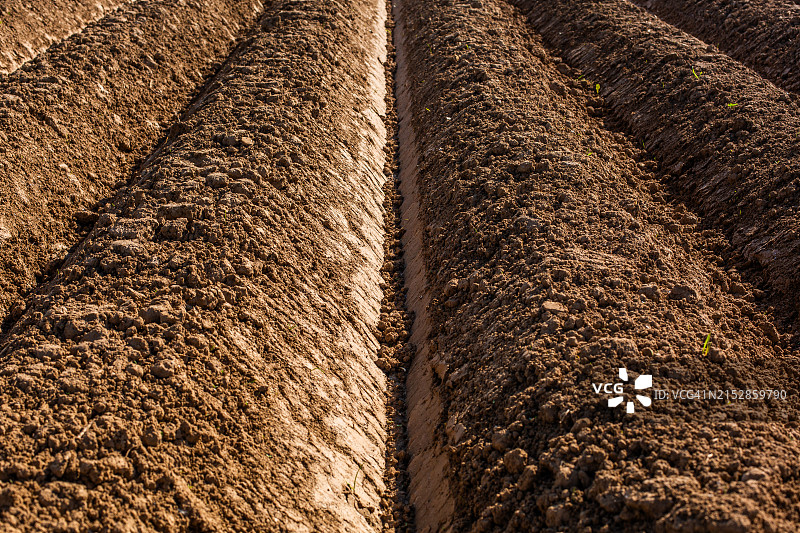 农田-土豆图片素材