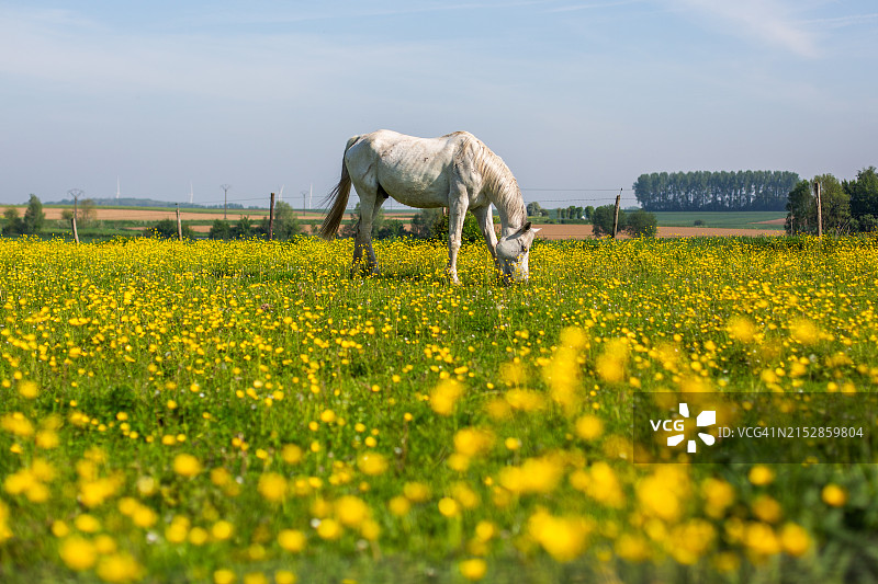 田野里的家马图片素材