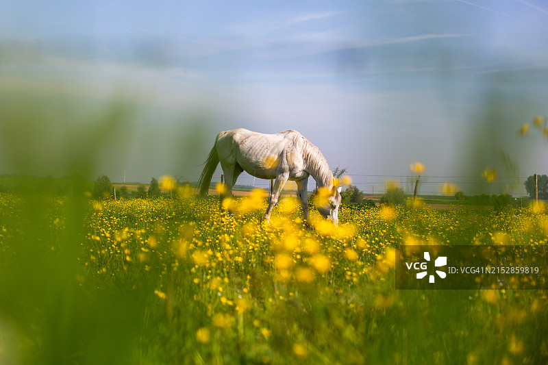 田野里的家马图片素材