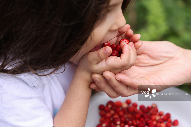 小女孩从奶奶手中吃野草莓图片素材