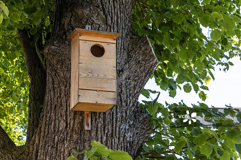 树上的鸟屋图片素材