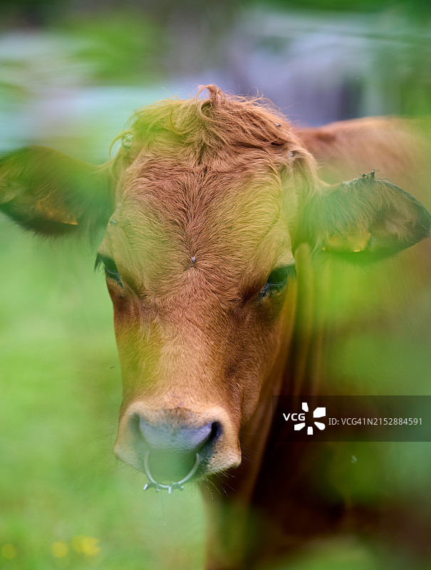 奶牛头像照片图片素材