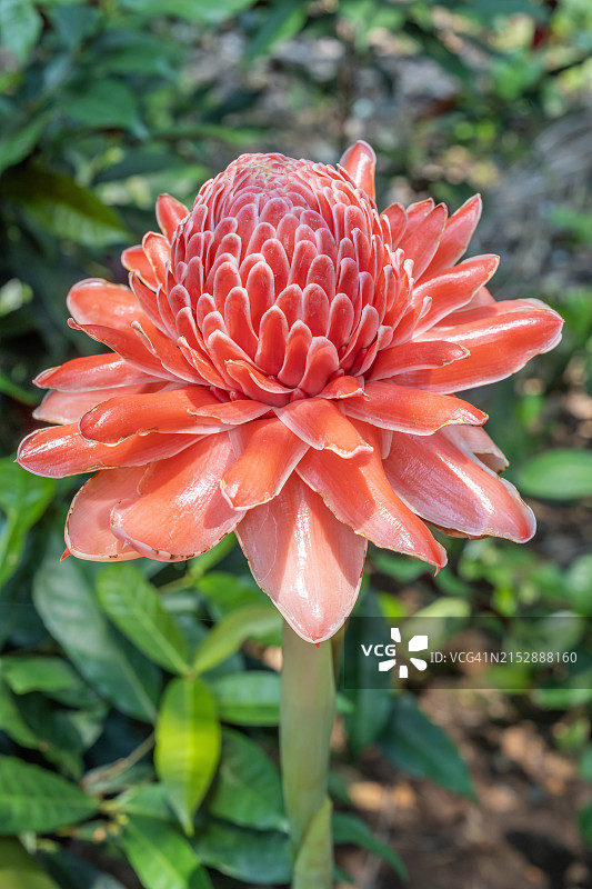 火炬姜花，自然背景下的火炬花图片素材